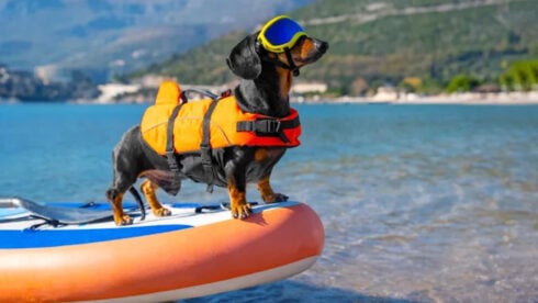Spain could be a paradise for pooches this summer