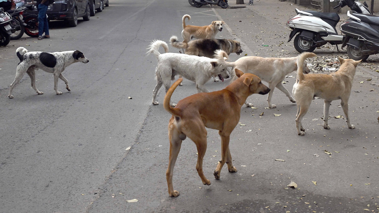 2 dozen schools in Jammu’s Rajouri closed, CRPF deployed. Reason: Stray dogs on biting spree