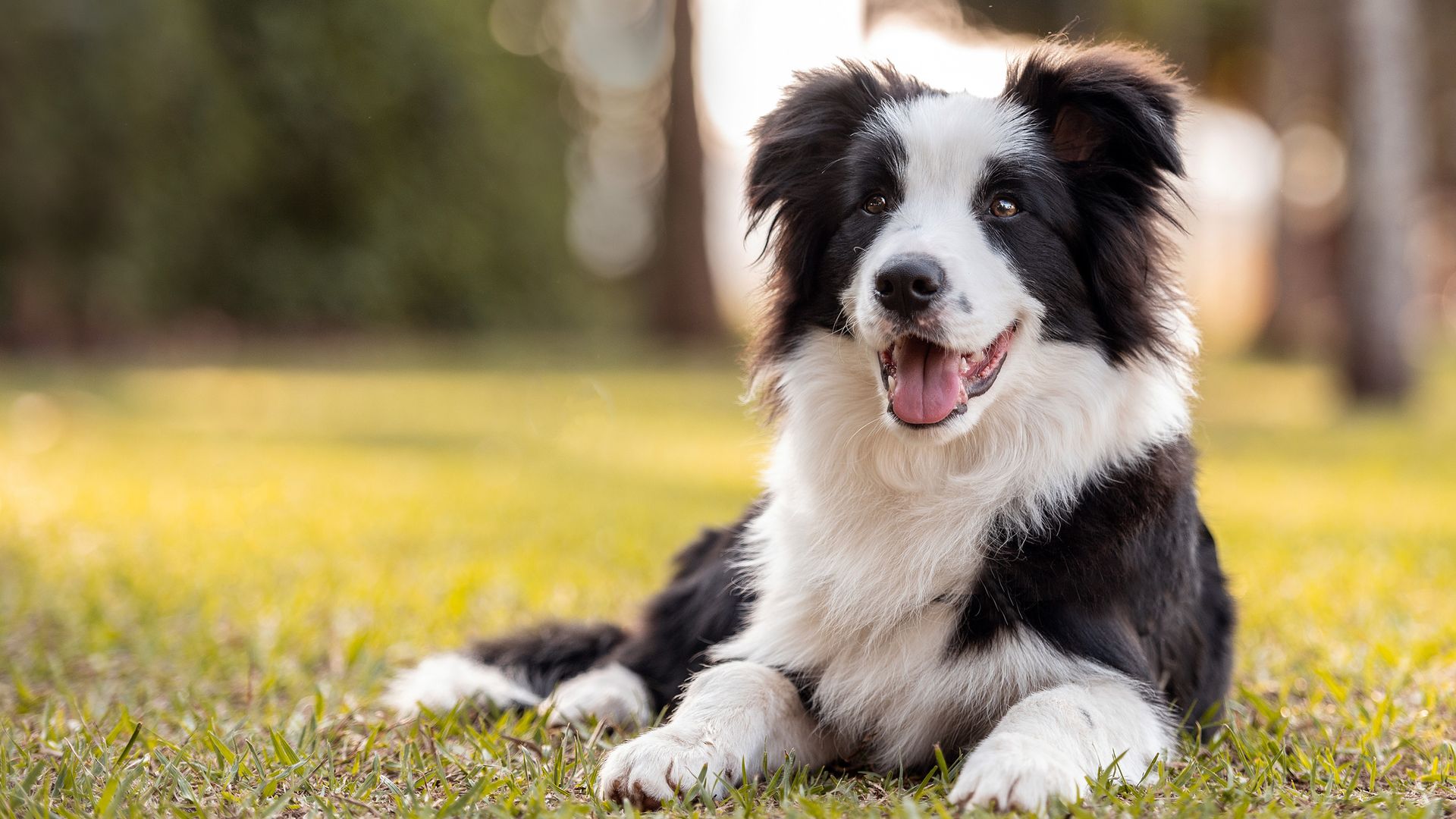 Dogs know when you're happy or sad, new study suggests