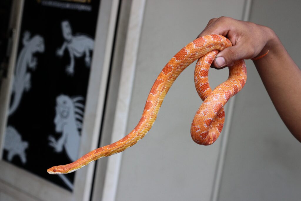 Snake in the bread aisle: bizarre supermarket discovery exposes exotic pet problem