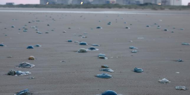 Jellyfish force shutdown of three reactors at French nuclear plant