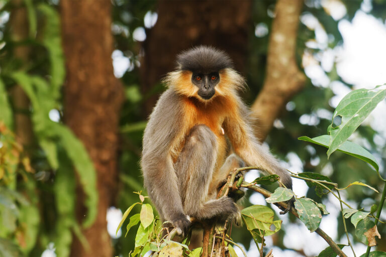 New ropeways aim to save wildlife in Bangladesh’s fragmented habitats