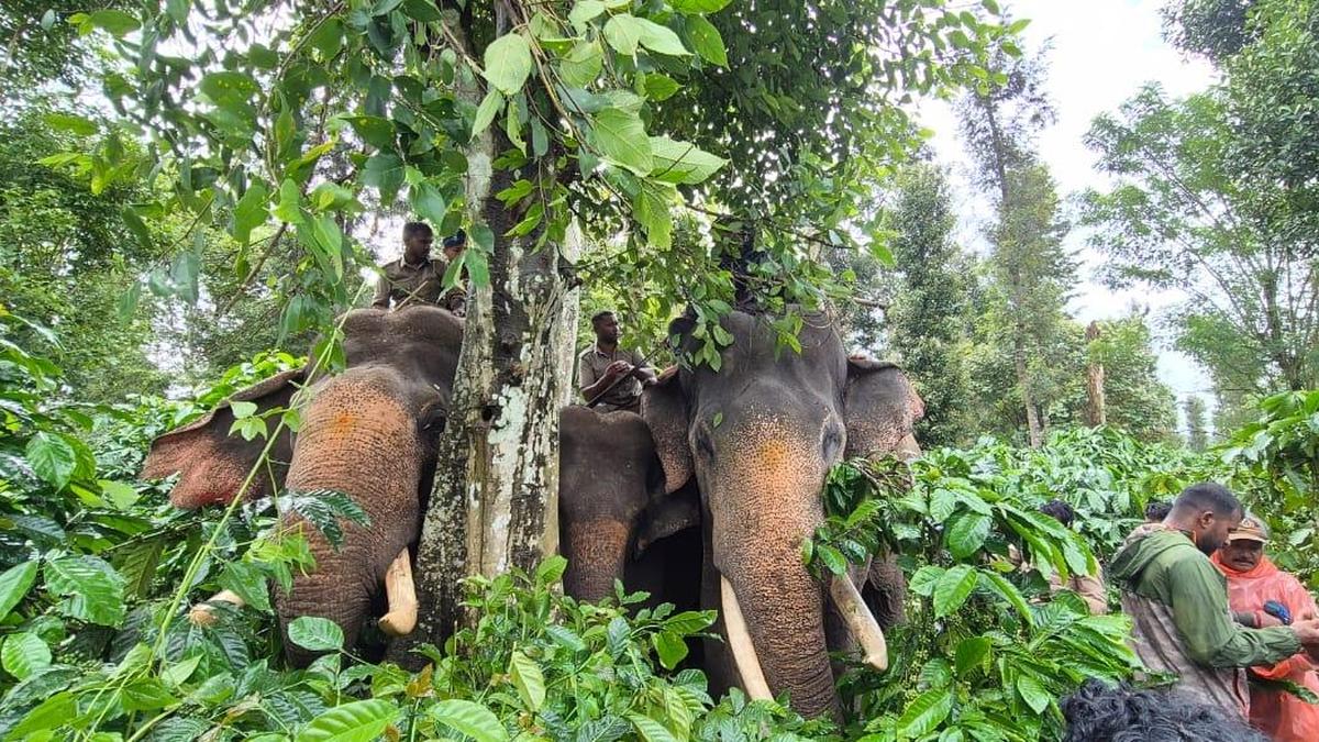 Karnataka Forest Department fits two elephants with radio-collars in Hassan to track herd movement