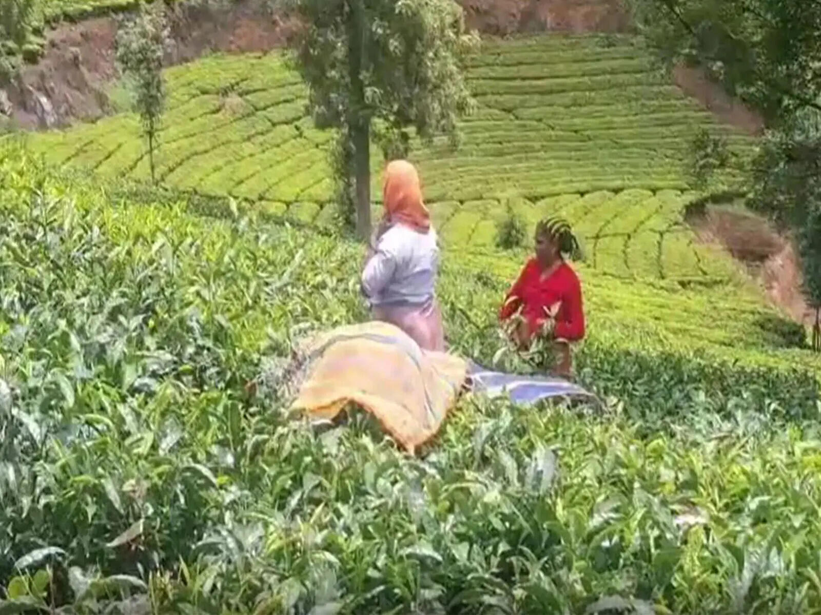 Nilgiris tea production hit by severe drought, El Nino conditions; green leaf supply drops sharply