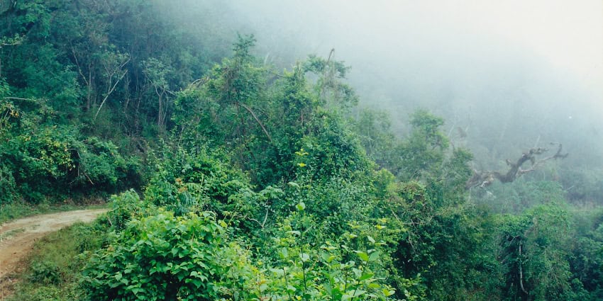 ‘The Forgotten Ones’: Mexico’s mysterious forest guardians