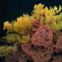 A coral among the stars: New species discovered on Costa Rica's deep-sea seamounts
