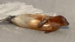 Plea to give Thames seals space for everyone's safety