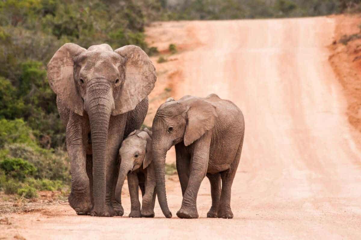 Scientists defend elephant culling and contraception plans amid MP pushback