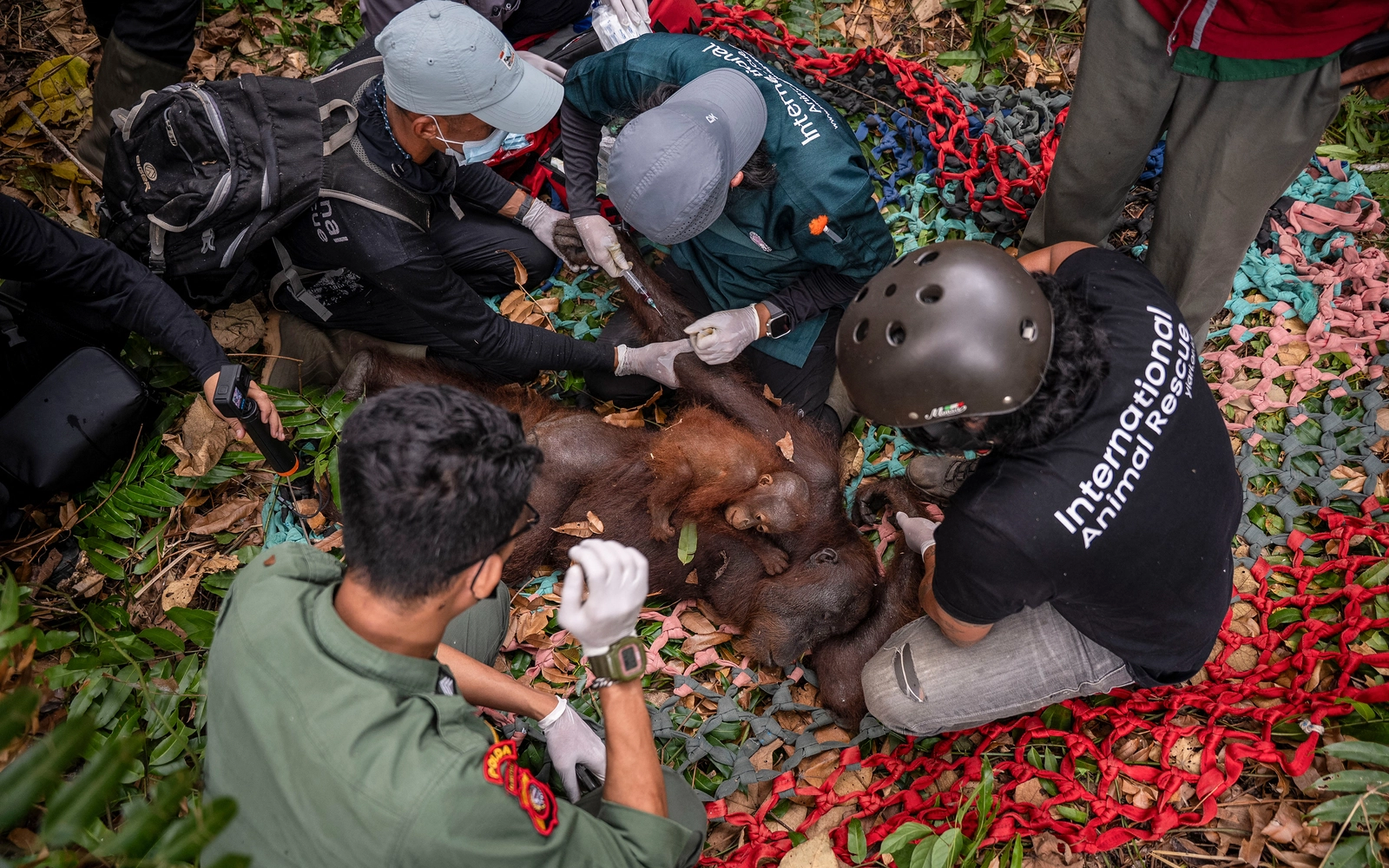 Indonesia rescues second orangutan mother and baby from wildfire