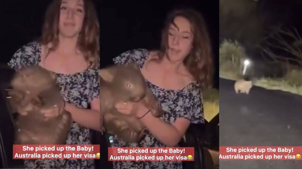 US influencer faces action in Australia after picking up baby wombat for viral reel
