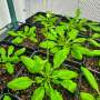Newly unearthed mechanism that helps plants 'feel full' could help crops use fertilizer more efficiently