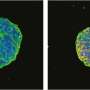 Cell-surface receptors guide antisense therapy to mutant KRAS in pancreatic cancer cells