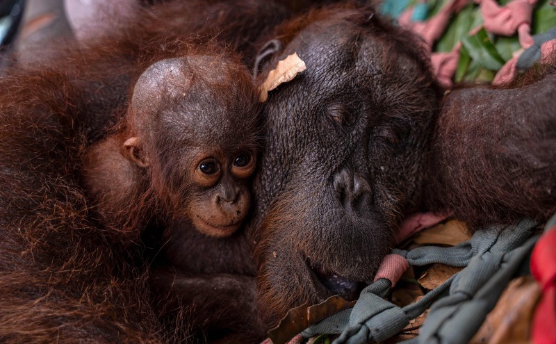 Indonesia rescues second orangutan mother and baby from wildfire