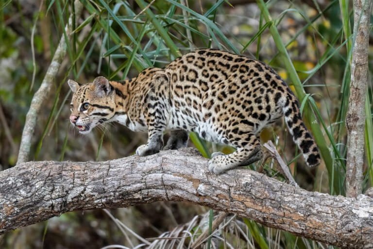 Brazil’s wild cats face multiple diseases due to habitat fragmentation