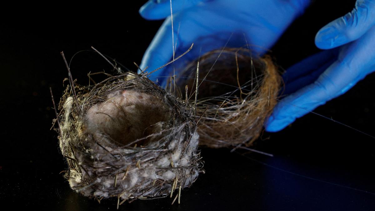Military technology’s environmental impact: A bird’s nest made of fibre-optic cable