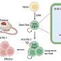 Oral nanomedicine improves cancer immunotherapy by harnessing gut bacterial metabolite