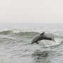 Dolphins learn how to use tools to hunt for fish from their mothers