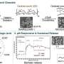 Modified starch packages release antioxidant ellagic acid in the small intestine
