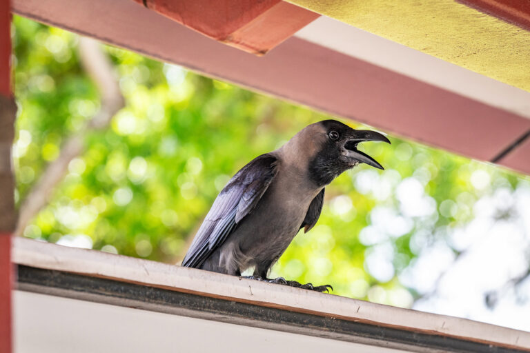 As Singapore culls ‘nuisance’ birds, rapid urbanization continues to fuel an avian boom