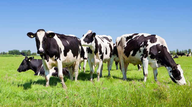 Fourteen cattle die from dehydration after water disconnected at Coolmore-owned farm