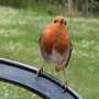 Mathematical model shows how birds create a synchronized dawn chorus