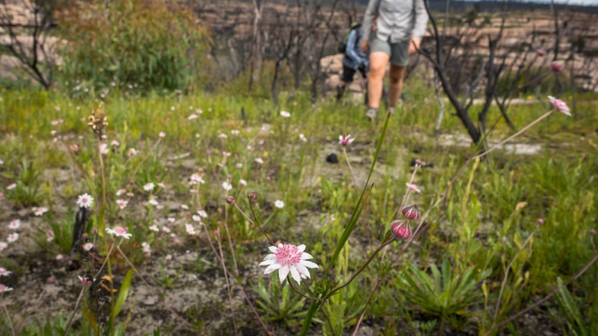 Fire is both friend and foe for Australia's wildflowers