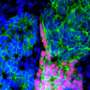 Thyroid's two hormone-producing cell types develop separately before merging, study finds