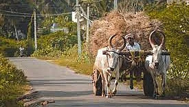 Three More Sugar Mills From Maharashtra & Karnataka End Abuse Of Bulls To Transport Sugarcane; Join PETA India's 100% Bull-Free Movement