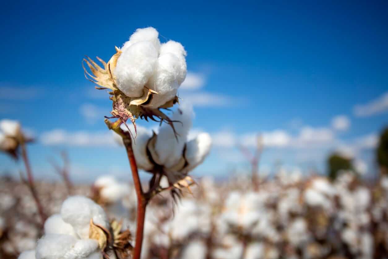 Cotton Eases Lower into Labor Day Weekend