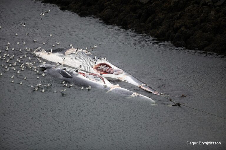 Iceland to deport antiwhaling protest ship’s crew after they interfered with whale hunt