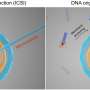 DNA origami nanosyringe actively transports molecules into synthetic cells