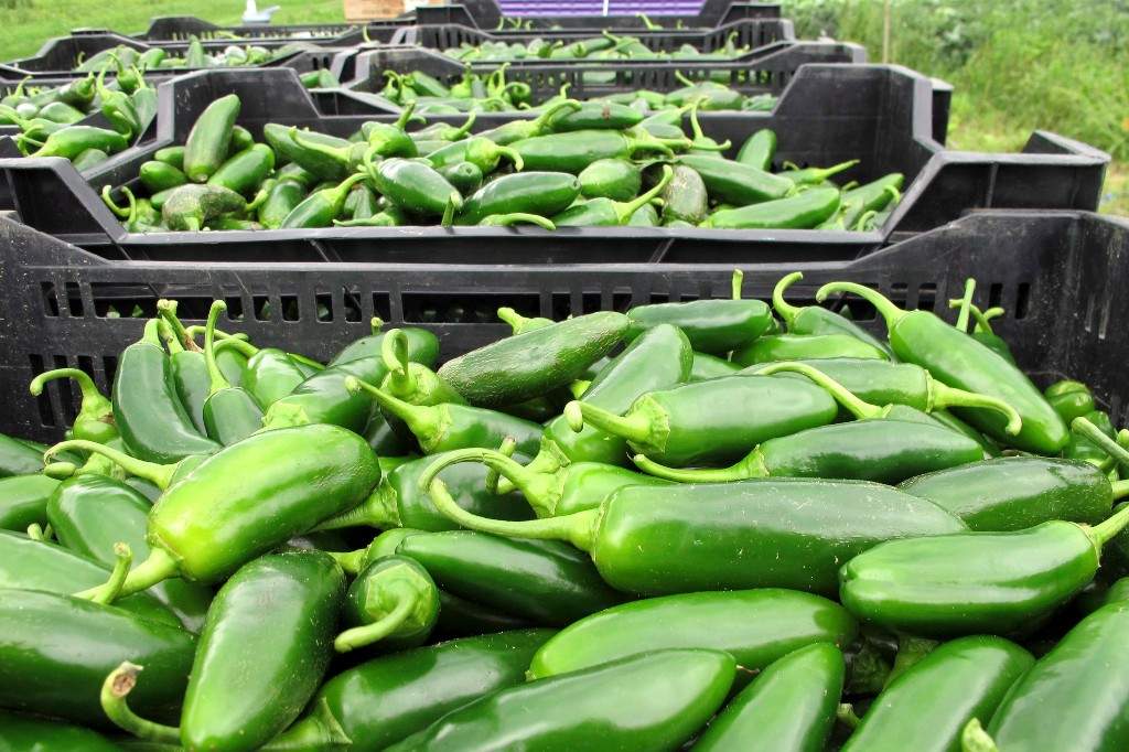 Taylor Farms recalls jalapeno products amid salmonella outbreak