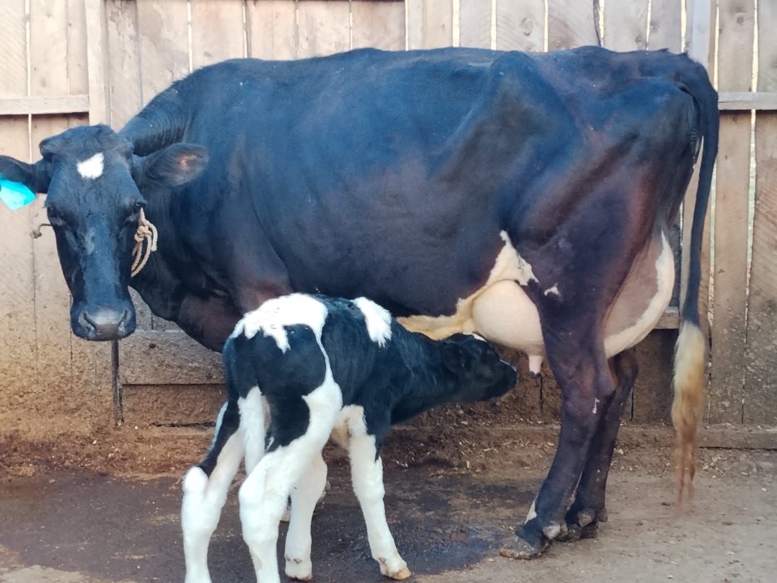 Dairy farmers plead for quality feeds to improve yields