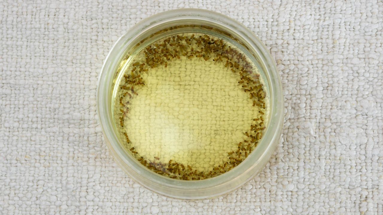 I tested 3 different DIY fruit fly traps — this 3-ingredient build worked best