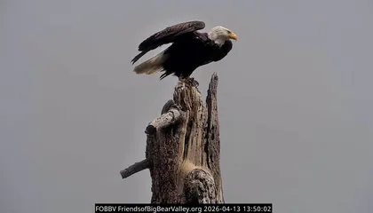 Jackie the Bald Eagle, Who Captured Hearts Around the World Via Livestream, Has Died After Battling a Mysterious Illness