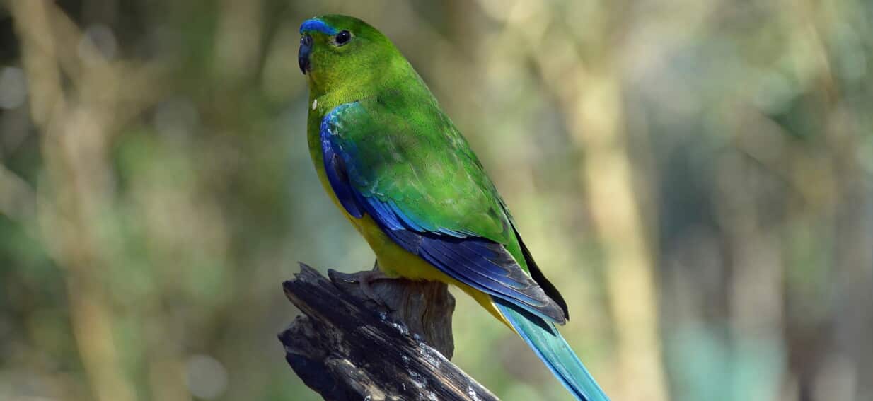 Australia is rolling out a new defence against deadly bird flu