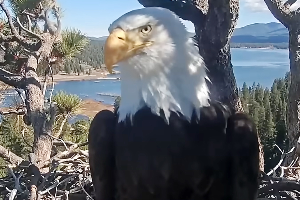 Fans Remember Jackie the Eagle, Who Became a Social Media Star Worldwide: ‘Regal, Fierce, Deeply Devoted’
