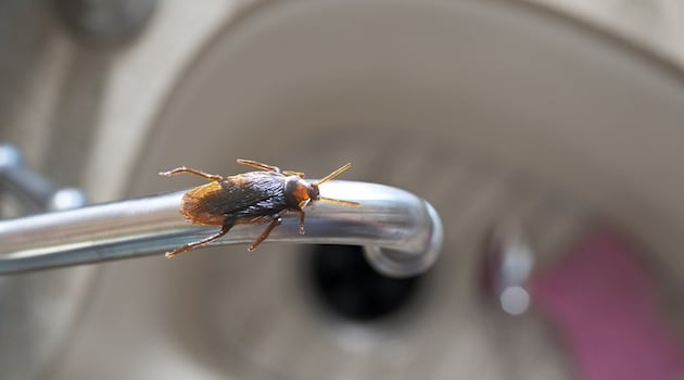 Restaurants shut down over toilet ‘overflowing with human waste’ and ‘breeding’ cockroaches