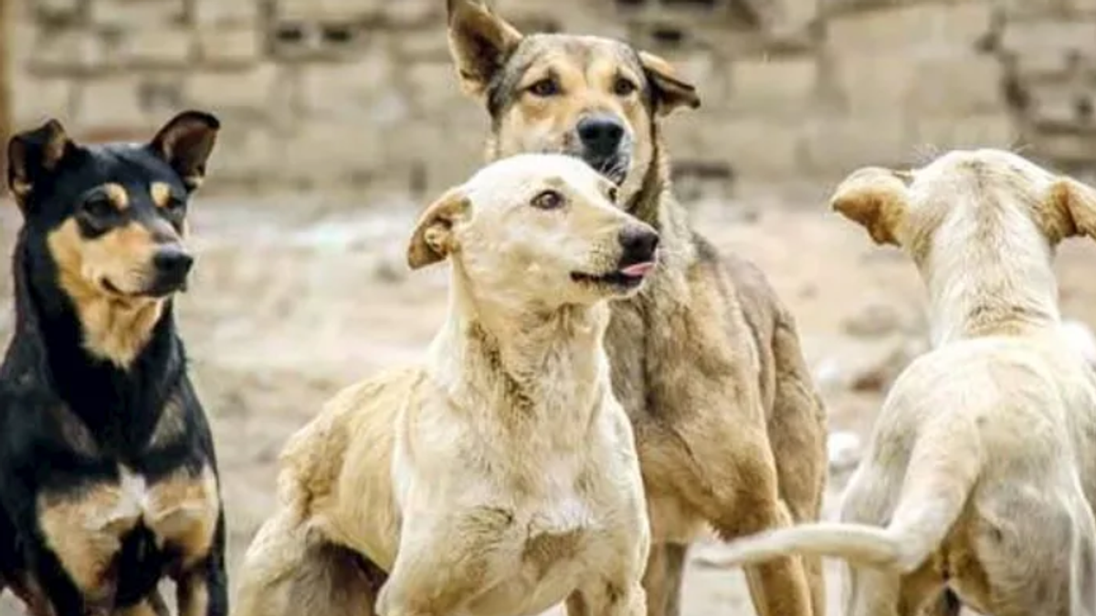 Study finds dogs can recognize human facial emotions