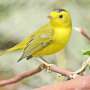 More than a decade of observation in Seattle suburbs shows where sensitive bird species won't go
