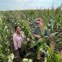 Major genetic weakness threatens future corn breeding, study reveals