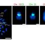 Genome study reveals centromeres as one of the fastest-changing regions in human DNA