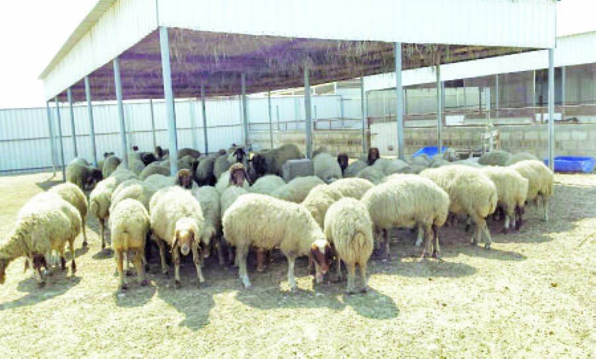 Call for stronger feed support to boost local meat production