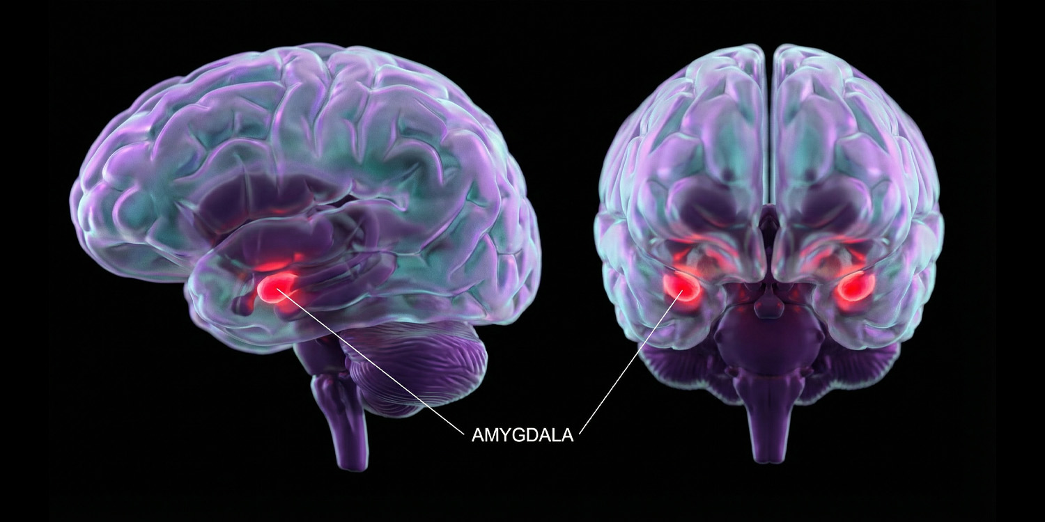 Amygdala volume increases with age, more strongly in boys