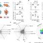 Immune cells rely on a cholesterol sensor to maintain balance, researchers discover
