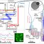 New miniature microscope allows scientists to watch and control brain cells during natural movement