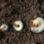 How to test your lawn for grubs and what to do if you find them