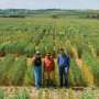 Himalayan grain demonstrates the potential of pangenome-guided breeding for higher yields and adaptability