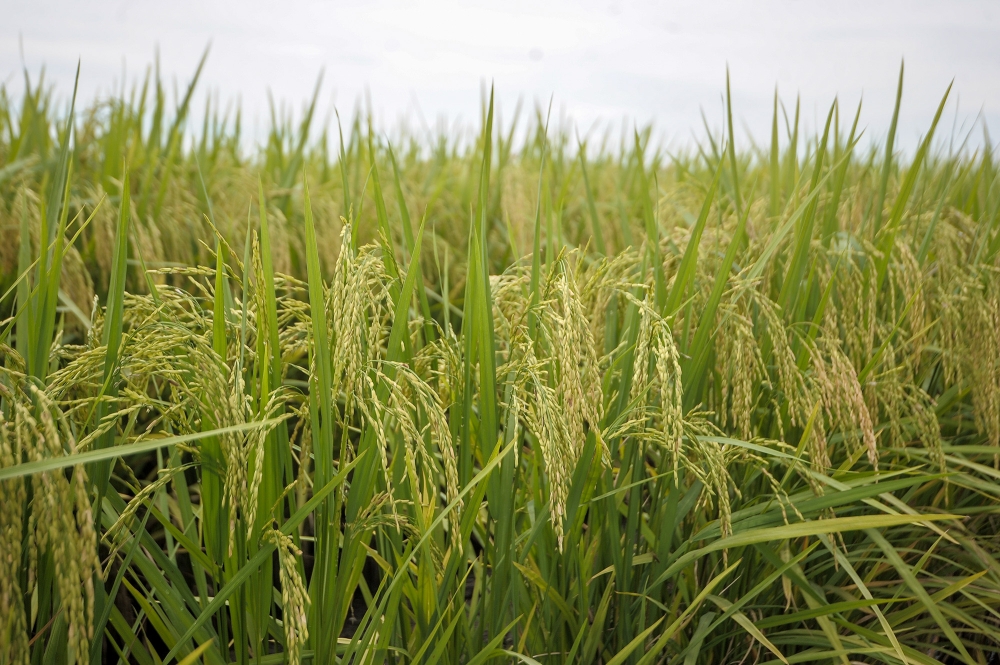 When farmers wait for fertiliser, time does not wait — Nurul Fardini Zakaria