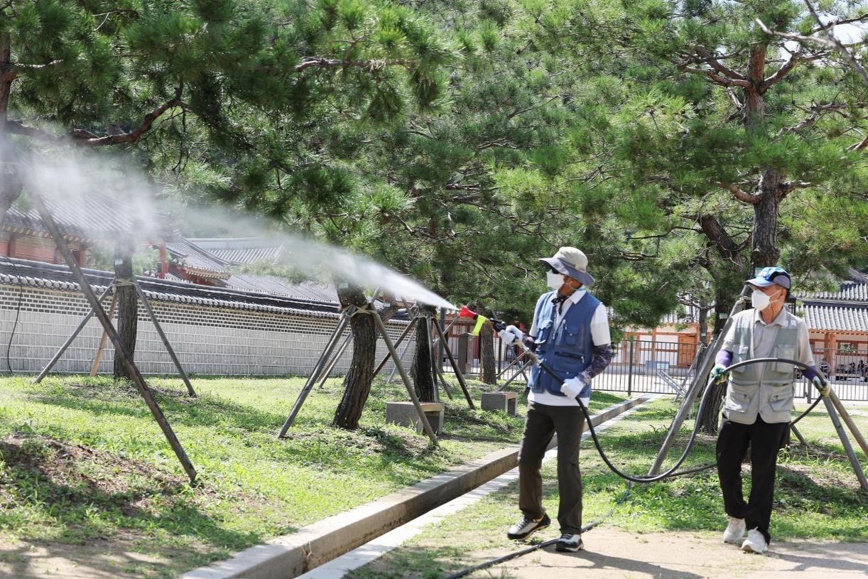 Mosquito numbers double in just a week as scorching summer heat eases